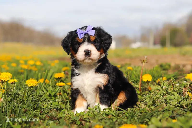 Kayla  – Miniature Bernedoodle puppy for sale in Fresno, OH