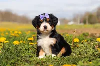 Kayla , a female Miniature Bernedoodle for sale in Fresno, OH – Photo 1 of 6