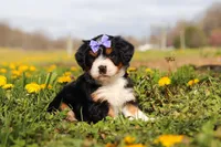 Kayla , a female Miniature Bernedoodle for sale in Fresno, OH – Photo 6 of 6