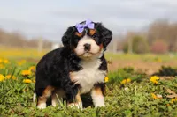 Kayla , a female Miniature Bernedoodle for sale in Fresno, OH – Photo 5 of 6