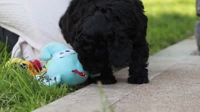 Luca, a male Poodle - Miniature  for sale in Fresno, OH – 7 of 7
