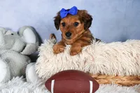 Jasper, a male Miniature Dachshund for sale in Fresno, OH – Photo 3 of 10