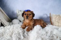 Jasper, a male Miniature Dachshund for sale in Fresno, OH – Photo 10 of 10