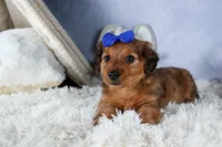 Jasper, a male Miniature Dachshund for sale in Fresno, OH – Photo 2 of 10