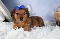 Jasper, a male Miniature Dachshund for sale in Fresno, OH – Photo 5 of 10