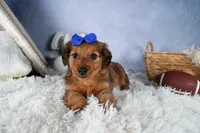 Jasper, a male Miniature Dachshund for sale in Fresno, OH – Photo 4 of 10