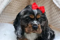 Brunson 🐶💙, a male Cocker Spaniel for sale in Fresno, OH – 2 of 10