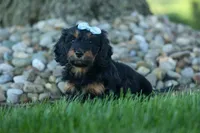 Harley 🦴🐶, a male Miniature Dachshund for sale in Fresno, OH – 8 of 10