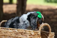 Jaxon 🐶💙, a male Cocker Spaniel for sale in Fresno, OH – 8 of 9