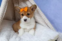 🐾 MEET WIGGLES 🐶❤️, a female Pembroke Welsh Corgi for sale in Fresno, OH – Photo 6 of 10