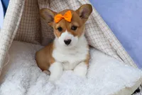 🐾 MEET WIGGLES 🐶❤️, a female Pembroke Welsh Corgi for sale in Fresno, OH – Photo 7 of 10