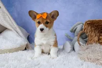 🐾 MEET WIGGLES 🐶❤️, a female Pembroke Welsh Corgi for sale in Fresno, OH – Photo 5 of 10