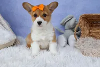 🐾 MEET WIGGLES 🐶❤️, a female Pembroke Welsh Corgi for sale in Fresno, OH – Photo 2 of 10