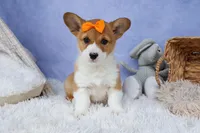 🐾 MEET WIGGLES 🐶❤️, a female Pembroke Welsh Corgi for sale in Fresno, OH – Photo 3 of 10