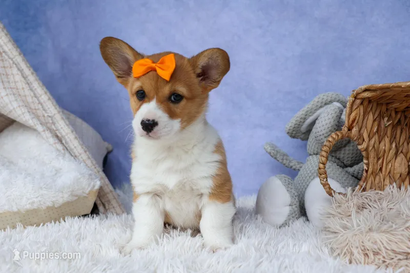 🐾 MEET WIGGLES 🐶❤️ – Pembroke Welsh Corgi puppy for sale in Fresno, OH
