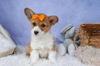 🐾 MEET WIGGLES 🐶❤️, a female Pembroke Welsh Corgi for sale in Fresno, OH – Photo 4 of 10