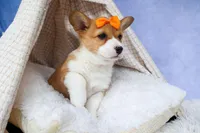 🐾 MEET WIGGLES 🐶❤️, a female Pembroke Welsh Corgi for sale in Fresno, OH – Photo 10 of 10