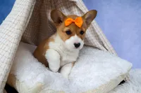 🐾 MEET WIGGLES 🐶❤️, a female Pembroke Welsh Corgi for sale in Fresno, OH – Photo 8 of 10