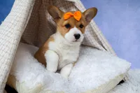 🐾 MEET WIGGLES 🐶❤️, a female Pembroke Welsh Corgi for sale in Fresno, OH – Photo 9 of 10