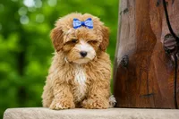 Enzo 🐶, a male Havapoo for sale in Fresno, OH – 5 of 10