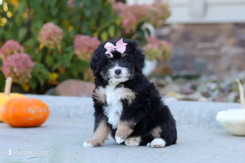 Autumn – Miniature Bernedoodle puppy for sale in Fresno, OH