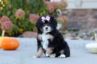 Autumn, a female Miniature Bernedoodle for sale in Fresno, OH – 1 of 6