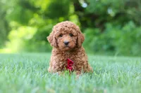 Colman, a male Goldendoodle for sale in Fresno, OH – 3 of 6