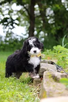 Weasley, a male Miniature Bernedoodle for sale in Fresno, OH – 3 of 8