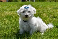 Justin , a male Maltese for sale in Fresno, OH – 9 of 10