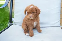 Dahlia 🐶, a female Poodle - Miniature  for sale in Fresno, OH – 8 of 9