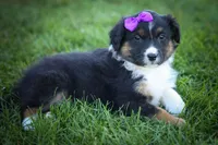  Larson 🐶, a female Miniature Aussiedoodle for sale in Fresno, OH – 3 of 9