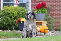 Raina, a female Newfypoo for sale in Fresno, OH – 3 of 6