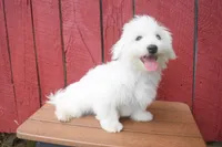 Justin , a male Maltese for sale in Fresno, OH – 4 of 10