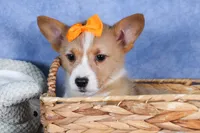 Milly, a female Pembroke Welsh Corgi for sale in Fresno, OH – Photo 7 of 10