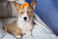 Milly, a female Pembroke Welsh Corgi for sale in Fresno, OH – Photo 6 of 10