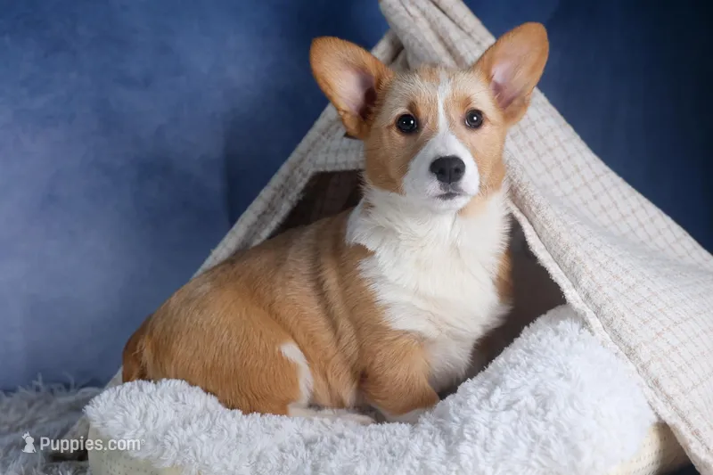 Milly – Pembroke Welsh Corgi puppy for sale in Fresno, OH