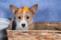 Milly, a female Pembroke Welsh Corgi for sale in Fresno, OH – Photo 3 of 10