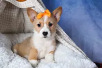 Milly, a female Pembroke Welsh Corgi for sale in Fresno, OH – Photo 8 of 10