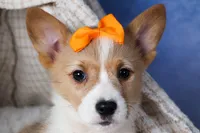 Milly, a female Pembroke Welsh Corgi for sale in Fresno, OH – Photo 9 of 10