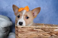 Milly, a female Pembroke Welsh Corgi for sale in Fresno, OH – Photo 10 of 10