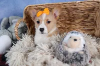 Milly, a female Pembroke Welsh Corgi for sale in Fresno, OH – Photo 2 of 10