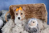 Milly, a female Pembroke Welsh Corgi for sale in Fresno, OH – Photo 1 of 10