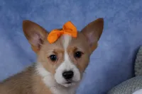 Milly, a female Pembroke Welsh Corgi for sale in Fresno, OH – Photo 5 of 10