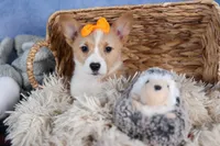 Milly, a female Pembroke Welsh Corgi for sale in Fresno, OH – Photo 4 of 10