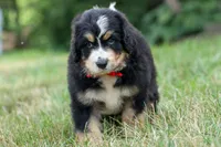 Dylan 🐾, a male Bernedoodle for sale in Fresno, OH – 9 of 10