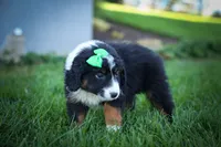 Landon🐾, a male Miniature Aussiedoodle for sale in Fresno, OH – 8 of 9