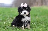 Selena, a female Miniature Bernedoodle for sale in Fresno, OH – Photo 3 of 5