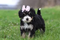Selena, a female Miniature Bernedoodle for sale in Fresno, OH – Photo 5 of 5