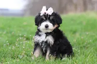 Selena, a female Miniature Bernedoodle for sale in Fresno, OH – Photo 2 of 5
