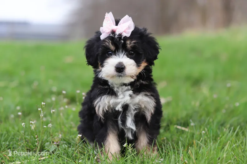 Selena – Miniature Bernedoodle puppy for sale in Fresno, OH